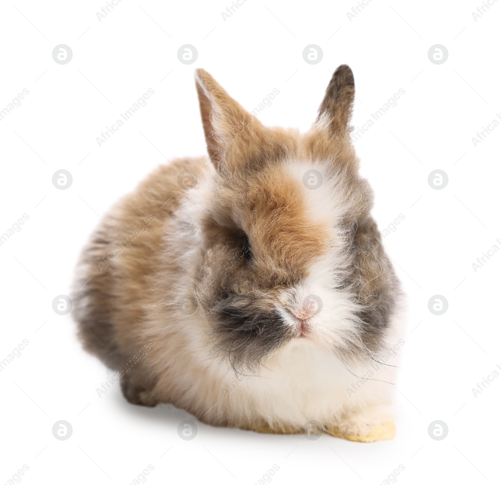 Photo of Cute little rabbit on white background. Adorable pet