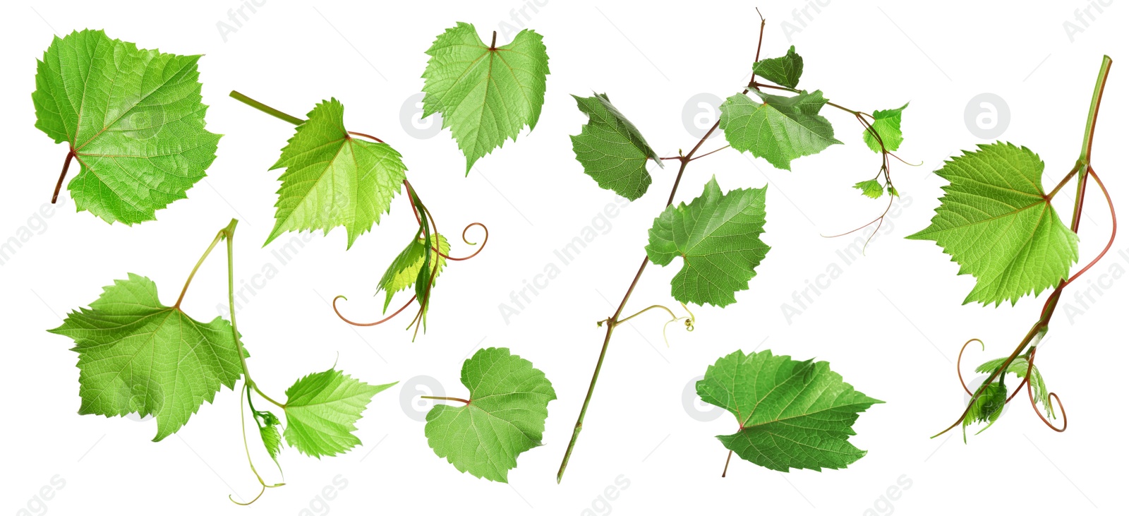 Image of Set of grapevines with green leaves on white background. Banner design 