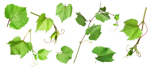Image of Set of grapevines with green leaves on white background. Banner design 