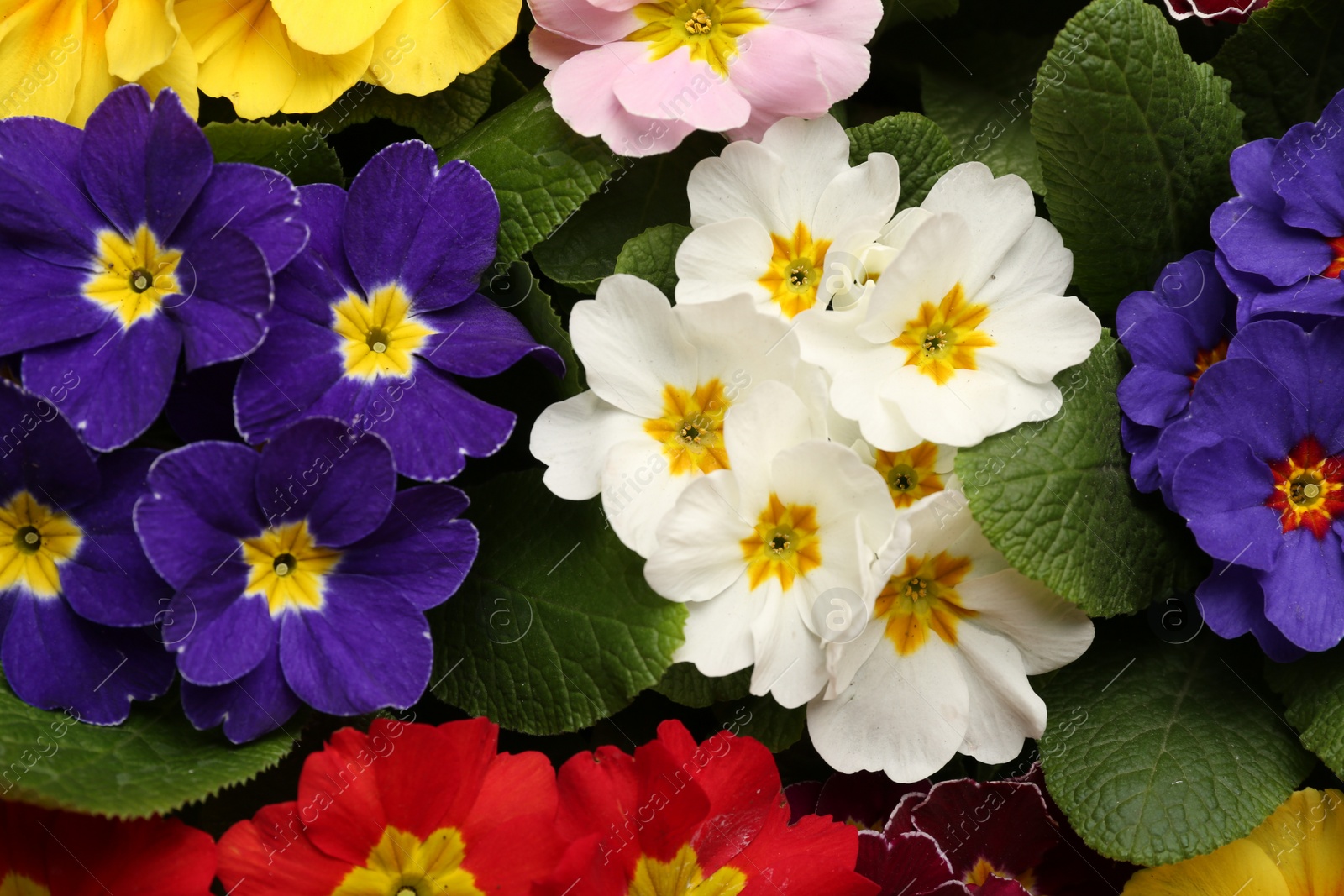 Photo of Beautiful primula (primrose) plants with colorful flowers as background, top view. Spring blossom