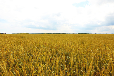 Agricultural field with ripening cereal crop on cloudy day