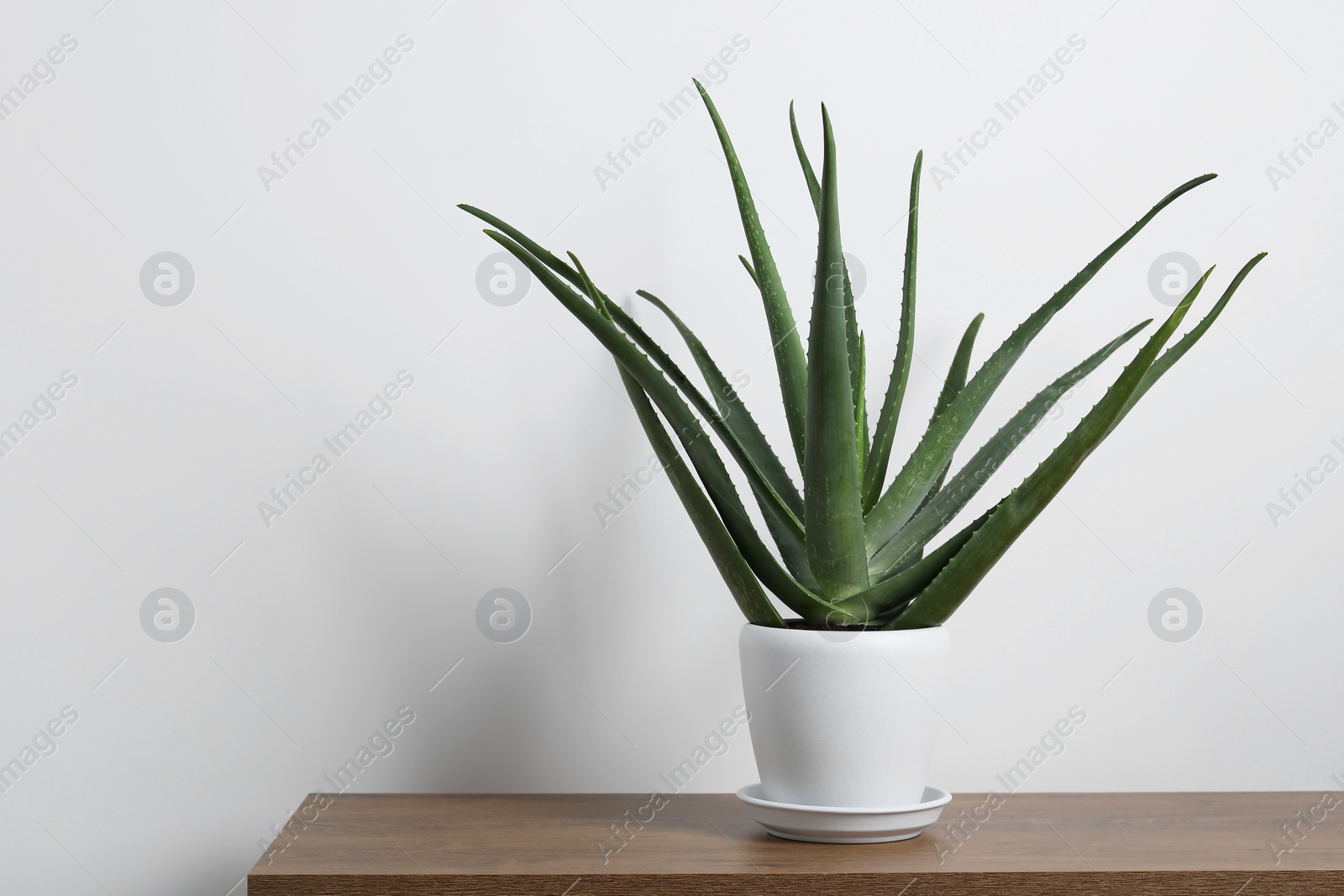 Photo of Green aloe vera in pot on wooden table near white wall, space for text