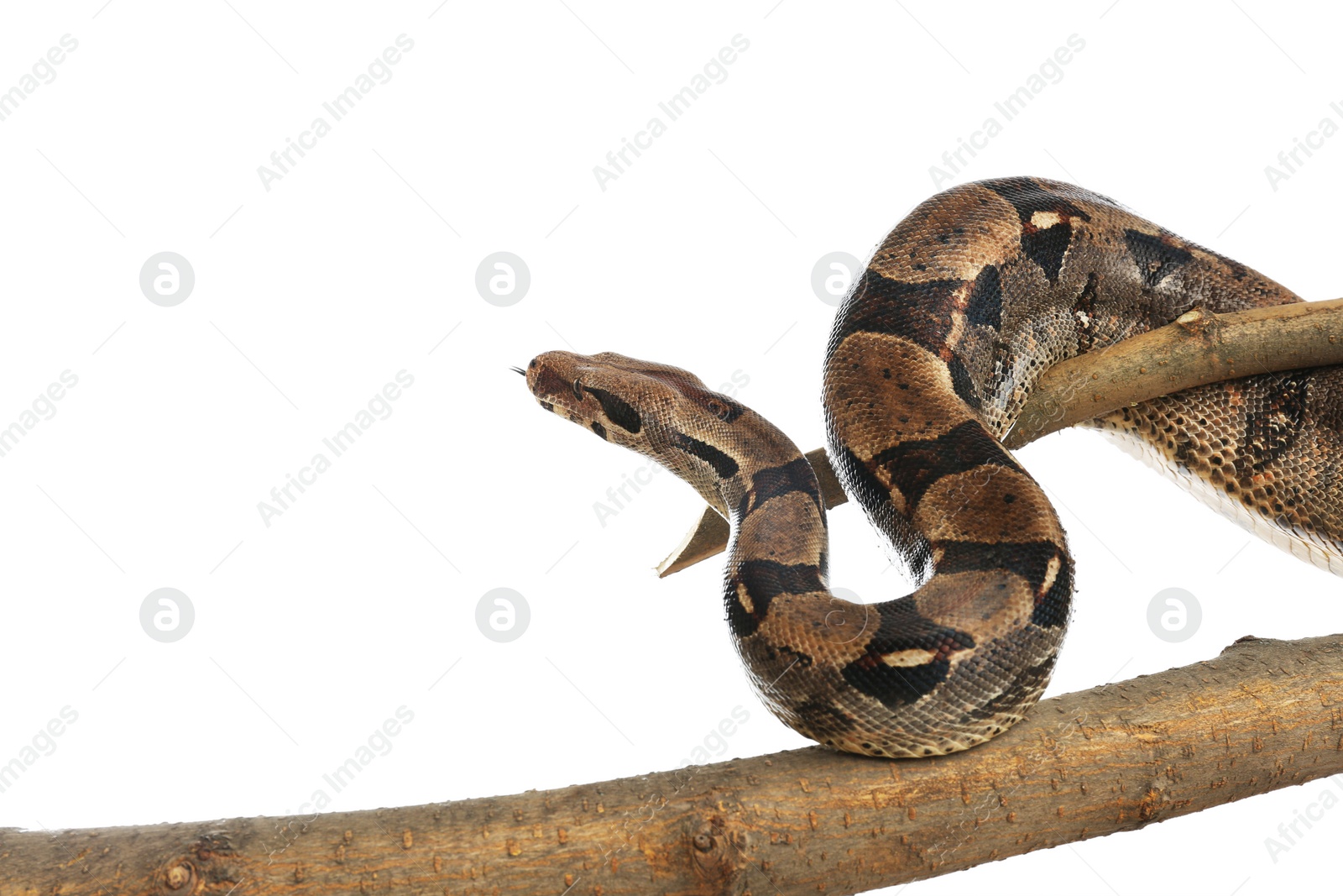 Photo of Brown boa constrictor on tree branch against white background