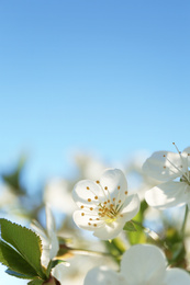 Photo of Blossoming cherry tree, closeup