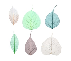 Photo of Beautiful decorative skeleton leaves on white background, top view