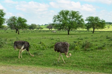 Photo of Beautiful African ostriches on green grass in safari park