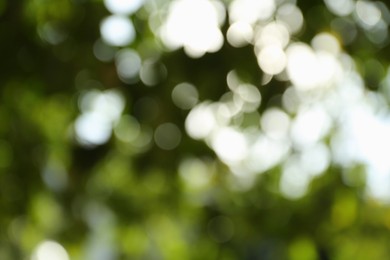 Photo of Blurred view of green trees on sunny day outdoors. Bokeh effect