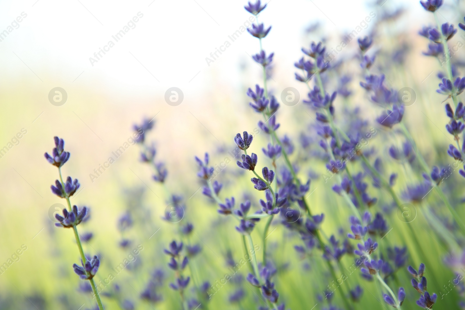 Photo of Beautiful blooming lavender growing in field, closeup. Space for text