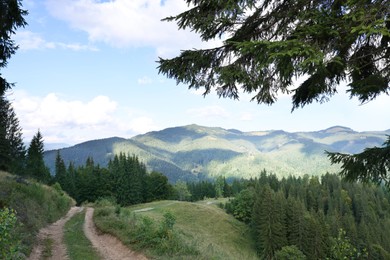 Photo of Picturesque view of conifer mountain forest with path