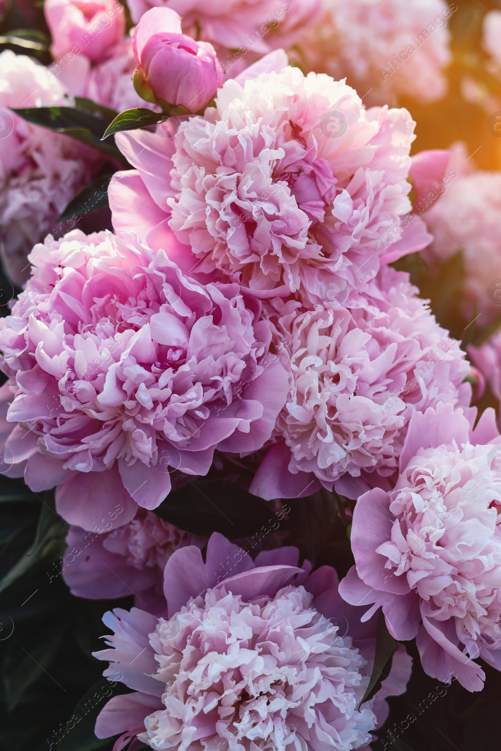 Photo of Beautiful pink peony flowers outdoors, closeup view