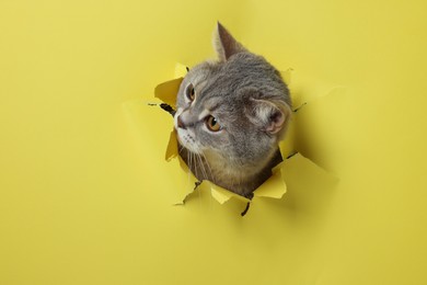 Photo of Cute cat looking through hole in yellow paper