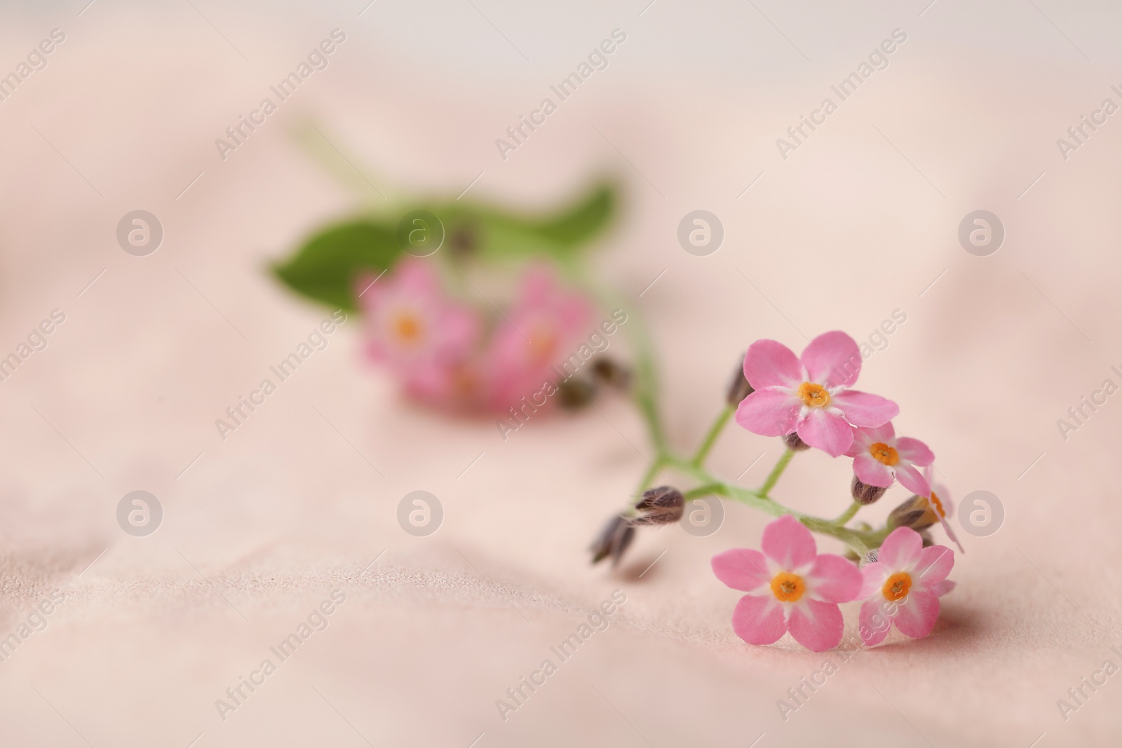 Photo of Beautiful Forget-me-not flowers on parchment, closeup. Space for text