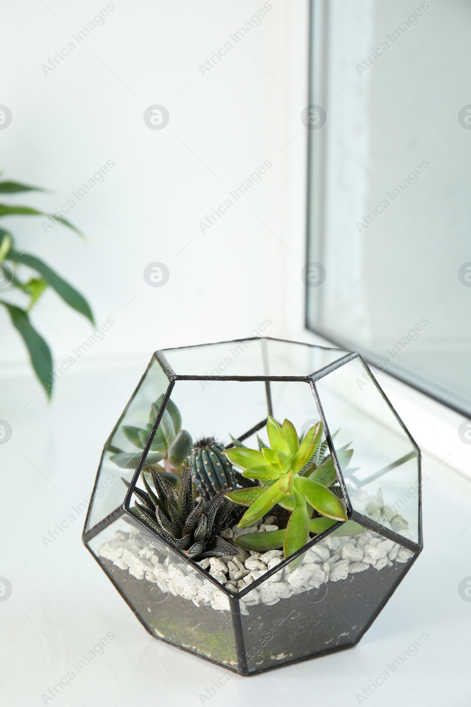 Photo of Glass florarium with different succulents on windowsill, space for text