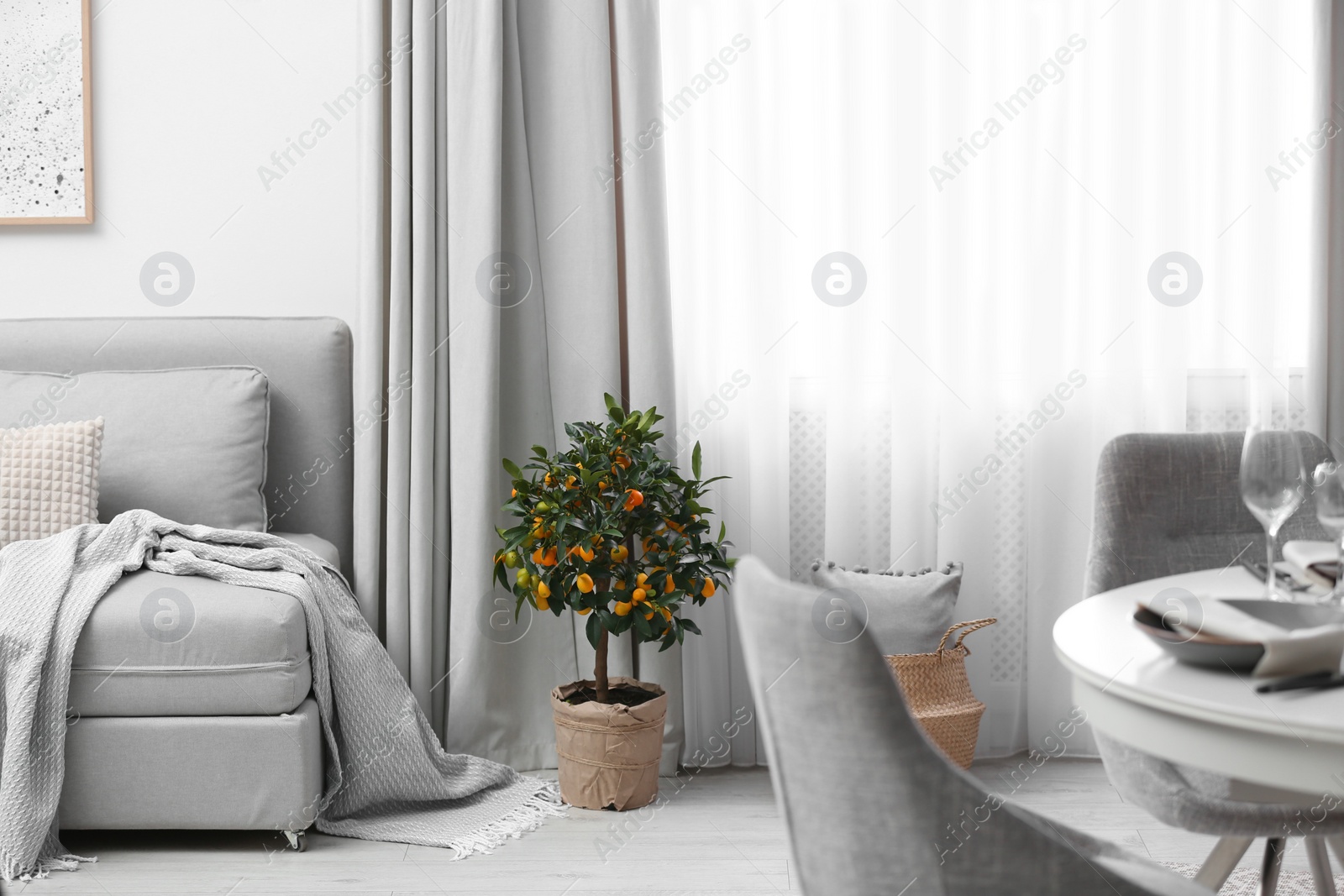 Photo of Potted kumquat tree on floor in living room. Interior design