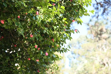 Photo of Beautiful green tree with blooming flowers outdoors, space for text