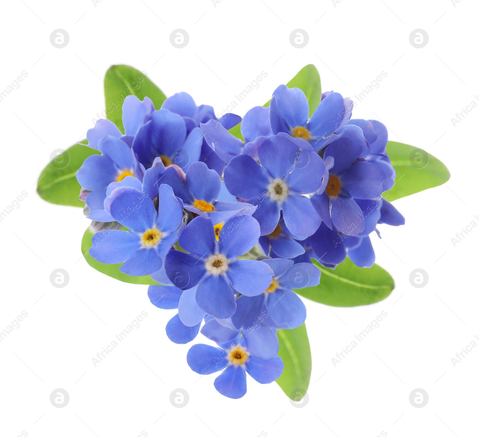 Image of Delicate blue forget me not flowers on white background