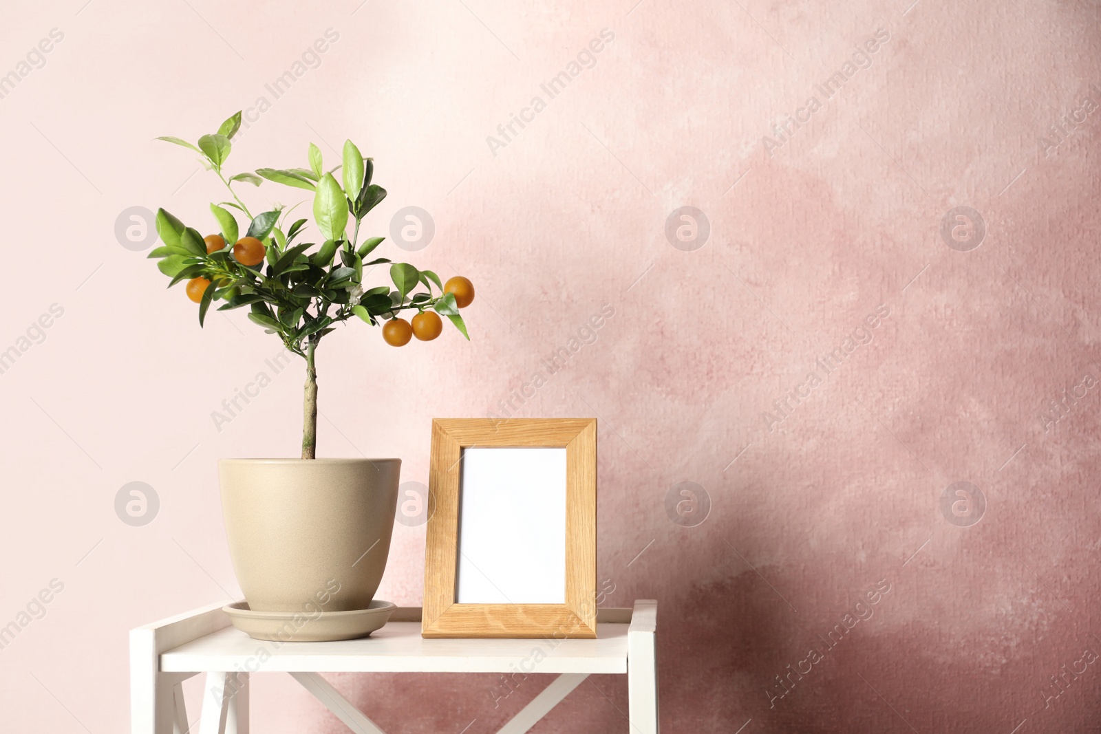 Photo of Potted citrus tree and empty frame on table against color background. Space for text