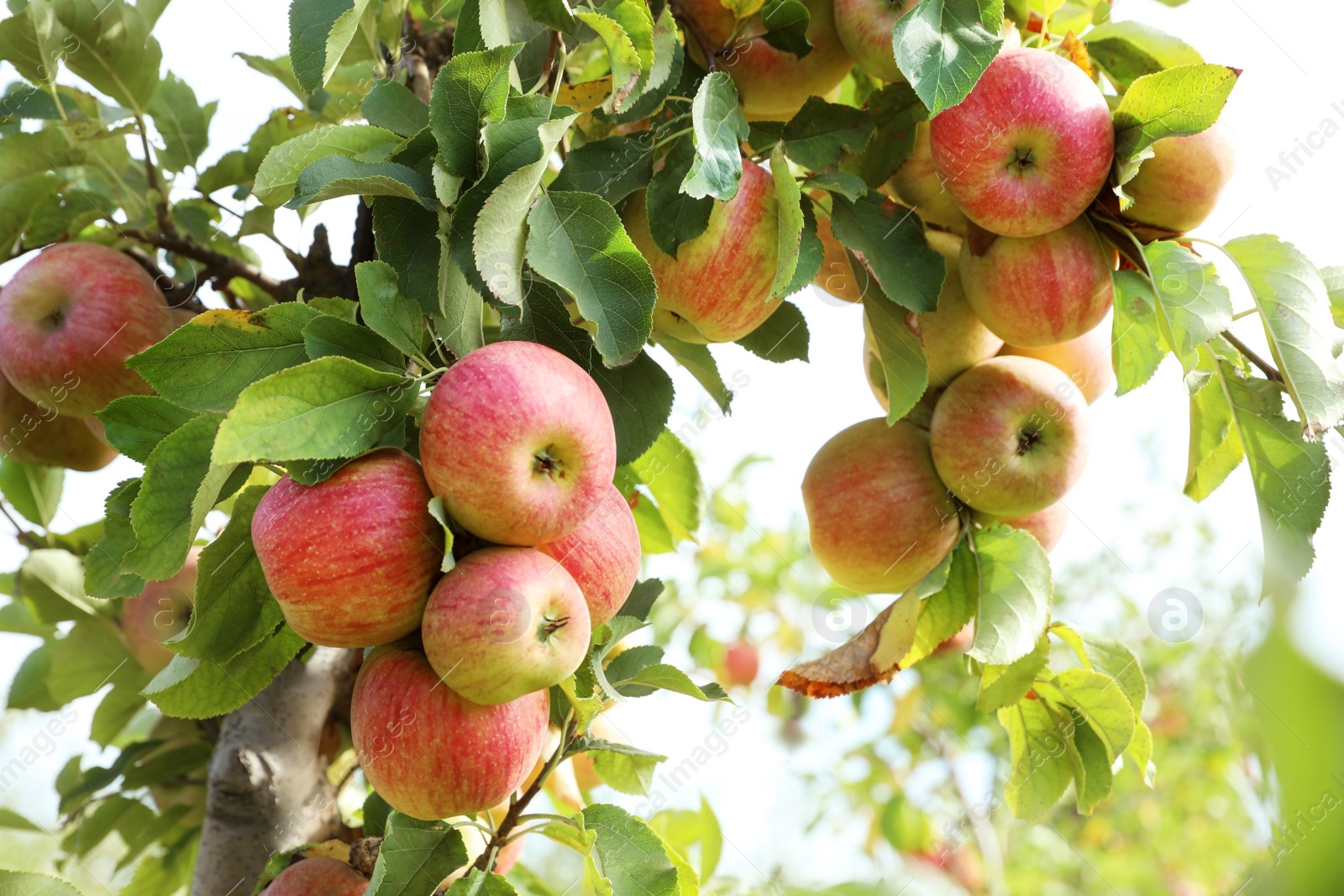 Photo of Tree branches with ripe apples outdoors on sunny day