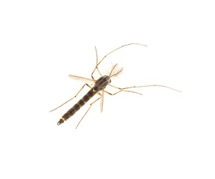 Closeup view of mosquito on white background