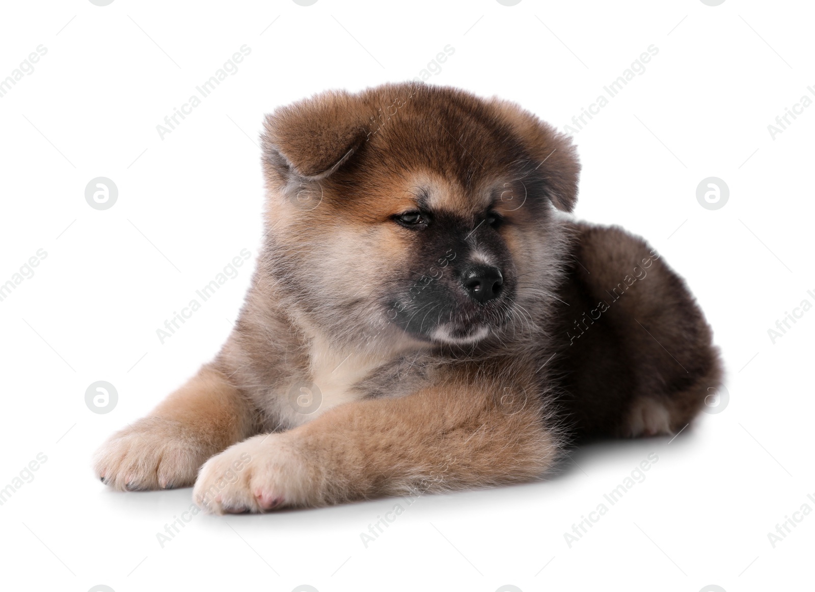 Photo of Adorable Akita Inu puppy on white background