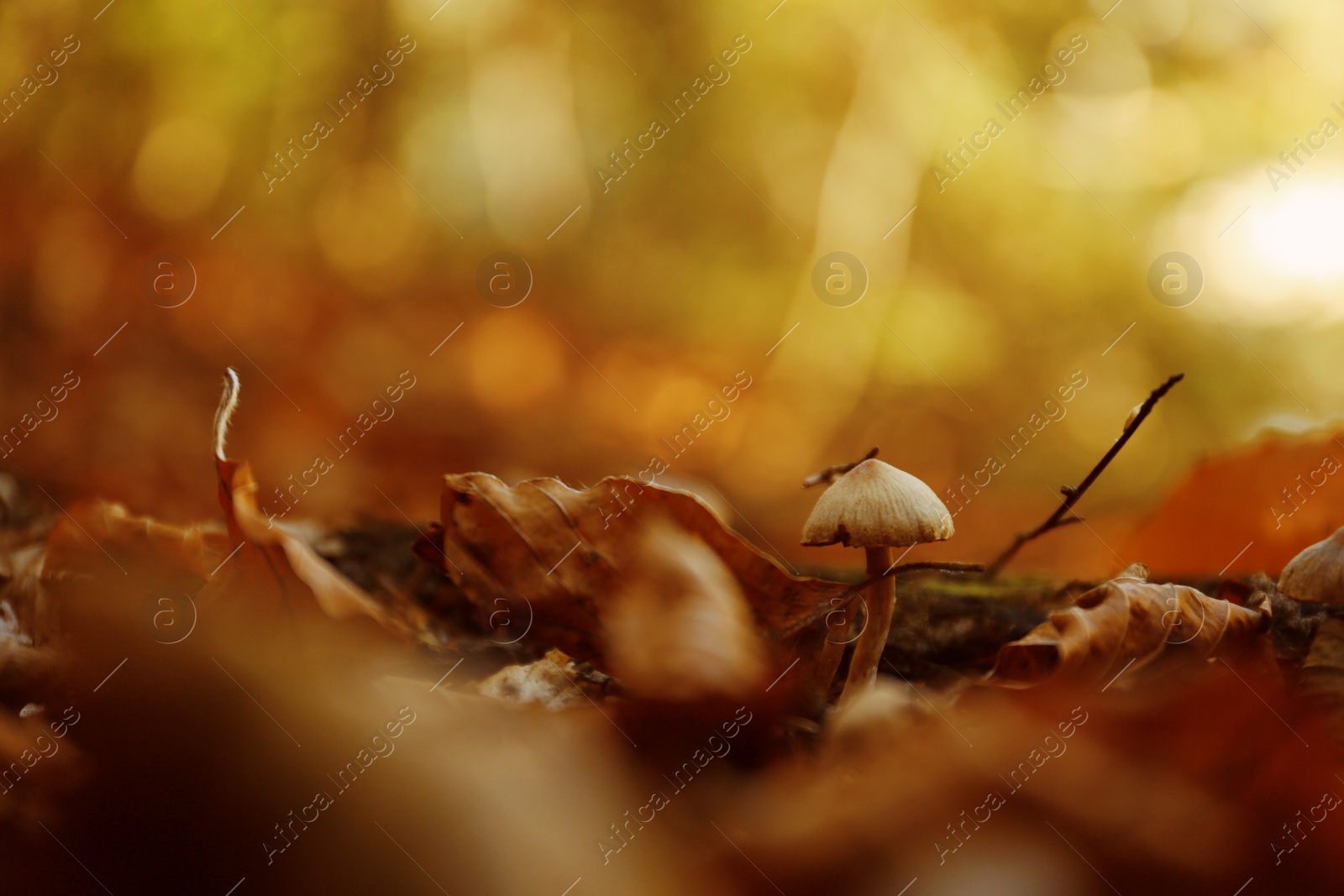 Photo of Mushroom with fallen leaves on ground in forest. Space for text