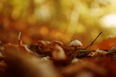 Photo of Mushroom with fallen leaves on ground in forest. Space for text