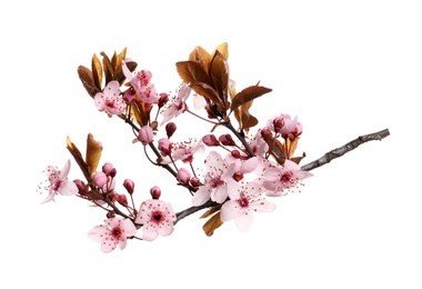 Photo of Cherry tree branch with beautiful pink blossoms isolated on white