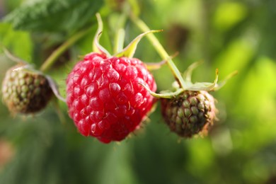 Photo of Raspberry branch with ripening berries outdoors, closeup