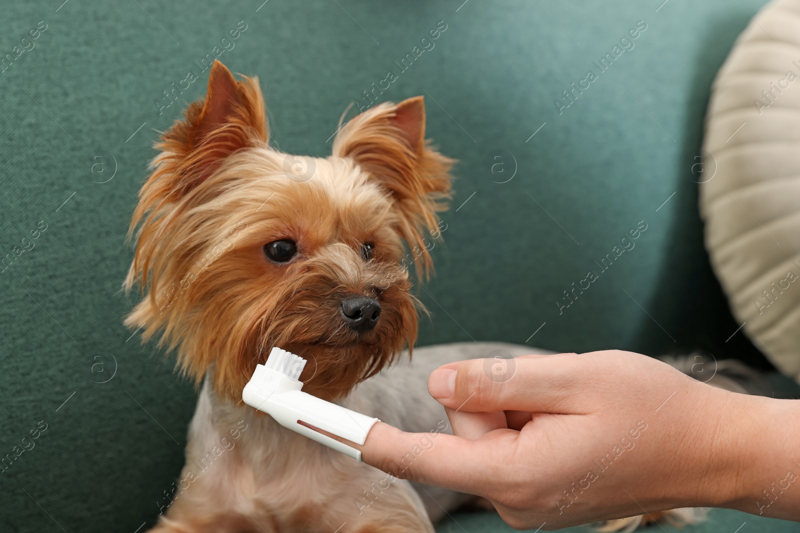 Photo of Man brushing dog's teeth on couch, closeup