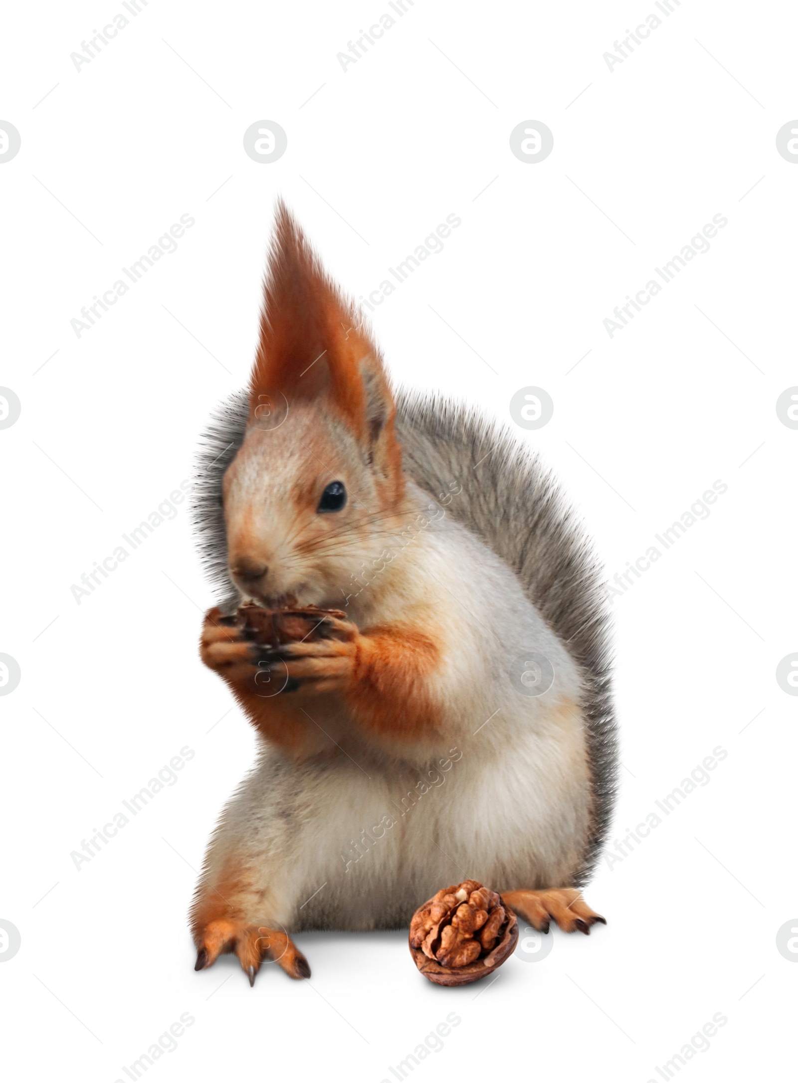 Image of Cute squirrel with nut on white background