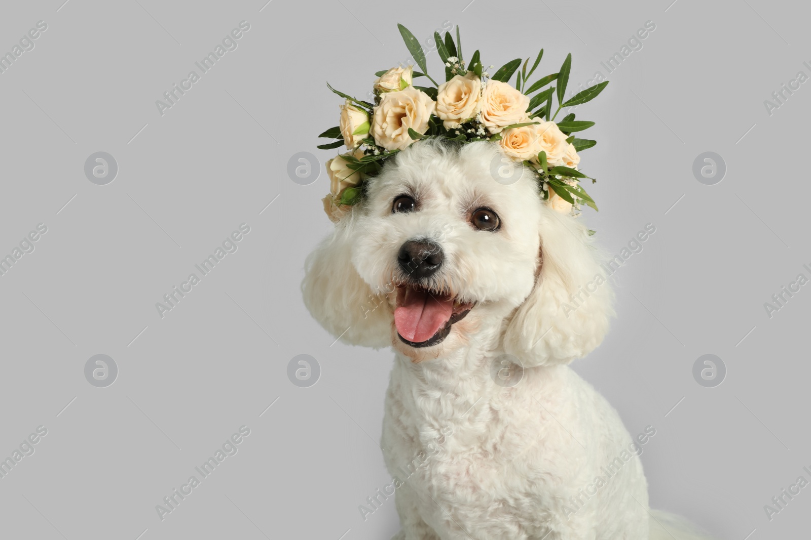 Photo of Adorable Bichon wearing wreath made of beautiful flowers on grey background