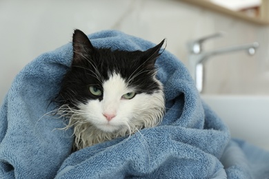 Cute wet cat wrapped with towel in bathroom