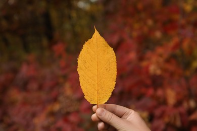 Woman holding beautiful dry leaf outdoors, closeup. Autumn season