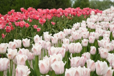 Beautiful colorful tulip flowers growing in field