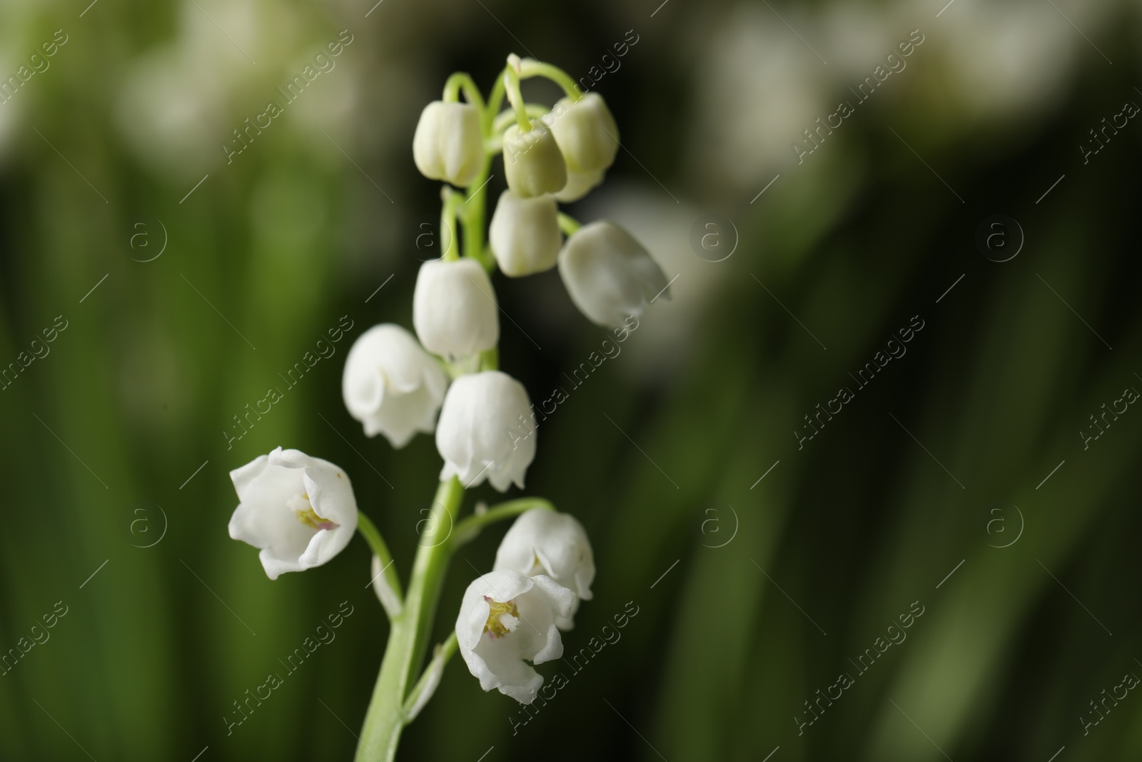 Photo of Beautiful lily of the valley on blurred background, closeup. Space for text