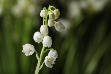 Beautiful lily of the valley on blurred background, closeup. Space for text