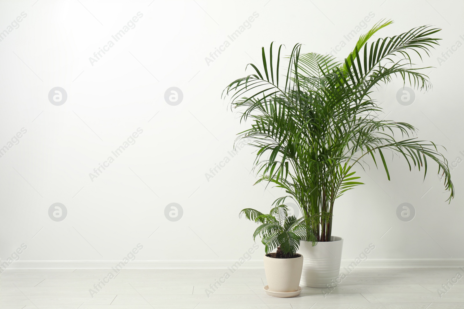 Photo of Tropical plants with lush leaves on floor near white wall. Space for text