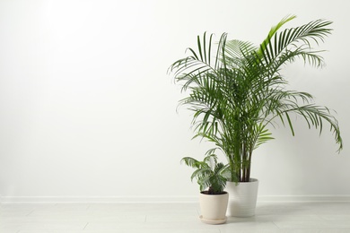 Photo of Tropical plants with lush leaves on floor near white wall. Space for text