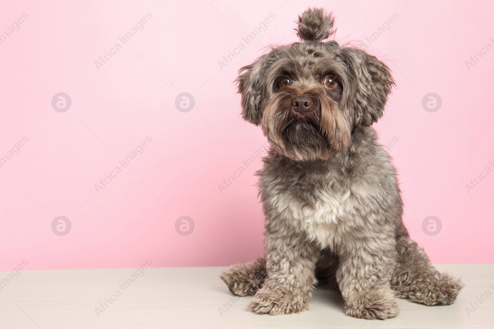 Photo of Cute Maltipoo dog on white table against pink background, space for text. Lovely pet