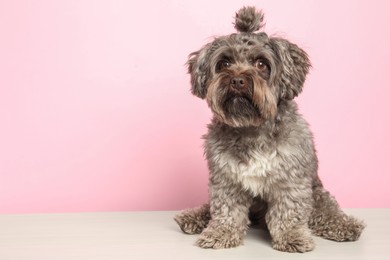 Photo of Cute Maltipoo dog on white table against pink background, space for text. Lovely pet