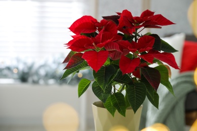 Photo of Beautiful poinsettia (traditional Christmas flower) in pot on blurred background, closeup