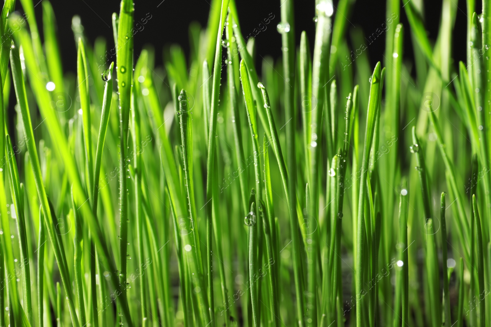 Photo of Green wheat grass with dew drops on black background, closeup