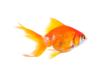 Beautiful bright small goldfish isolated on white