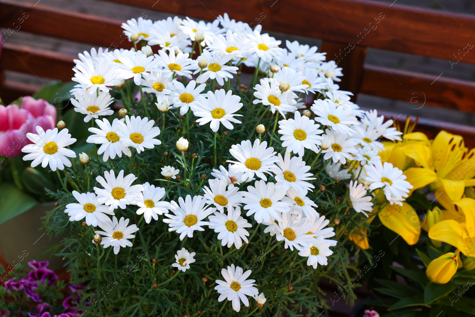 Photo of Beautiful blooming daisy plant outdoors, closeup view