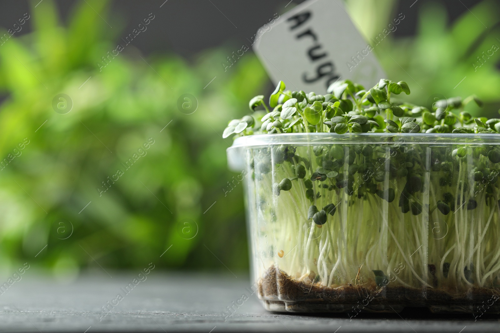Photo of Sprouted arugula seeds in plastic container on grey table, closeup. Space for text