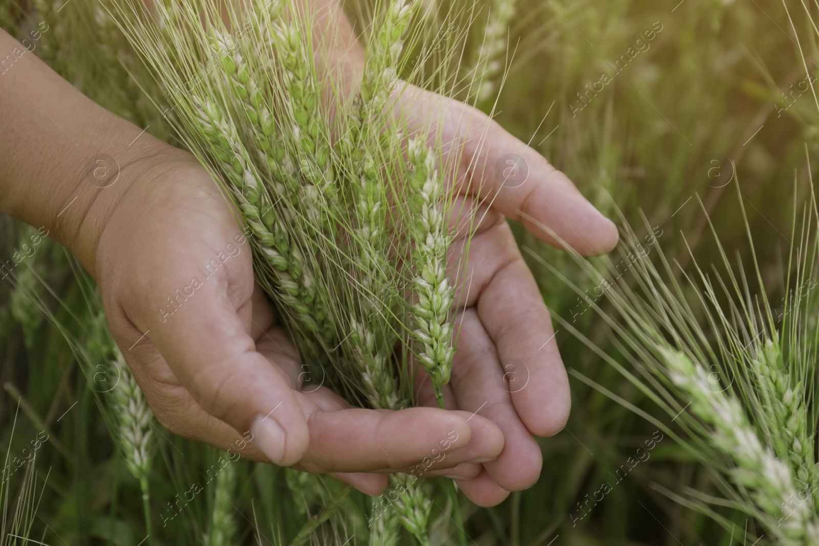 Photo of Man in field with ripening wheat, closeup