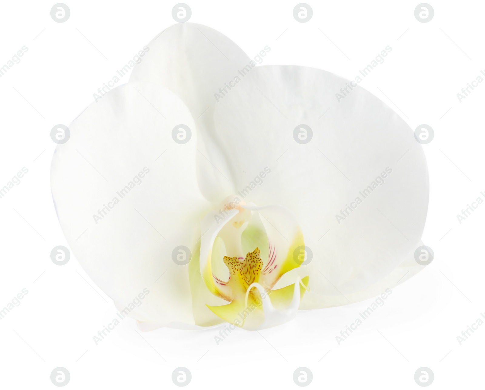 Photo of One beautiful orchid flower isolated on white