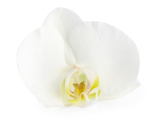 Photo of One beautiful orchid flower isolated on white