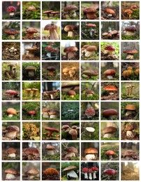 Collage with photos of different wild mushrooms in forest