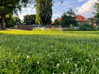 Picturesque view of beautiful park with fresh green grass and trees on sunny day